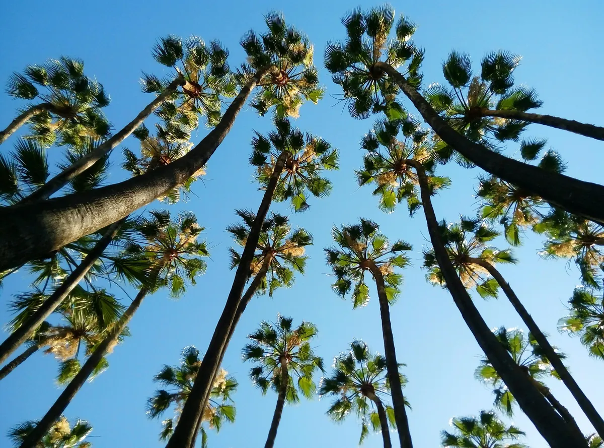Tall palm trees in a Malaga botanical garden